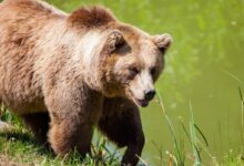 Grizzly Bear Walking Beside Pond