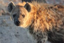 Spotted Hyena in Savannah