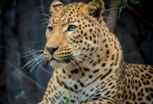 Jaguar Close-up Photography