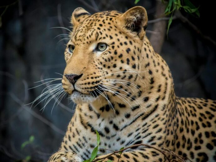 Jaguar Close-up Photography