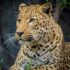 Jaguar Close-up Photography