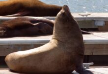 Sea Lions Enjoying!