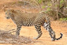 a large leopard walking across a dirt field
