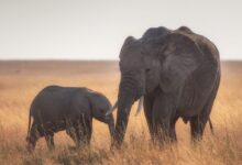 elephants standing on dried grass