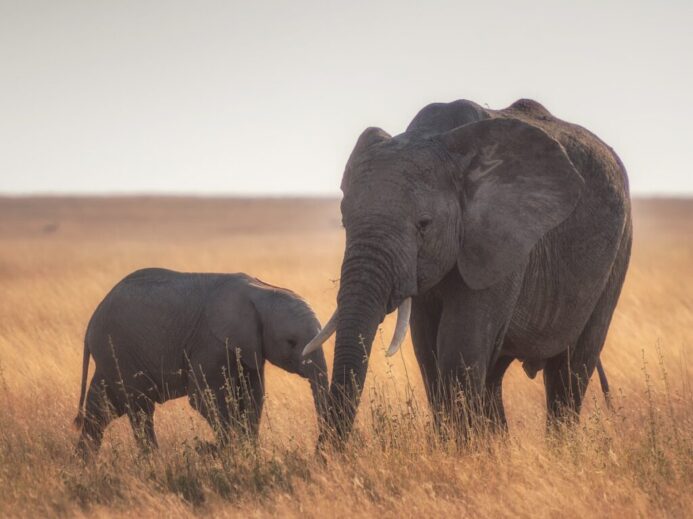 elephants standing on dried grass
