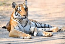 Tiger Lying On Dirt Road