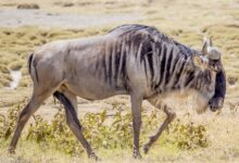 Wildebeest (Gnu) / Ngorongoro Conservation Area / Kenya