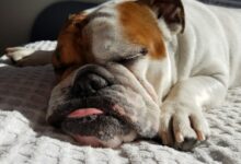 adult English bulldog sleeping on white textile