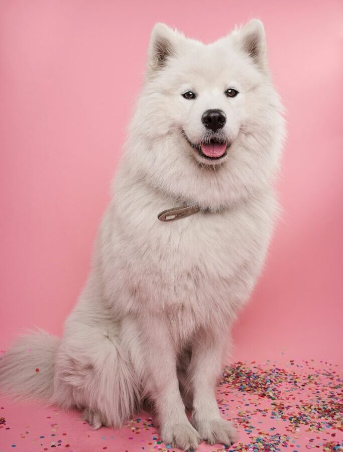 white long coat small dog
