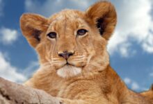 Brown Lion Cub Under Blue and White Sky