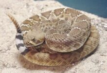 Crotalus ruber 02
