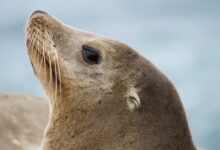 brown seal