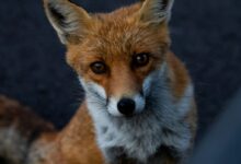 macro photography of red fox