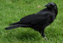 Crow