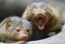 Dwarf Mongoose yawning