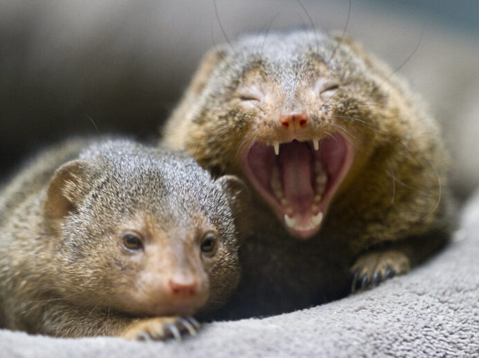 Dwarf Mongoose yawning