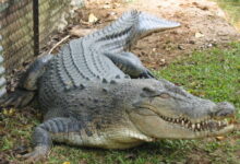 Crocodiles in Queensland