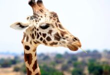 giraffe eating during daytime