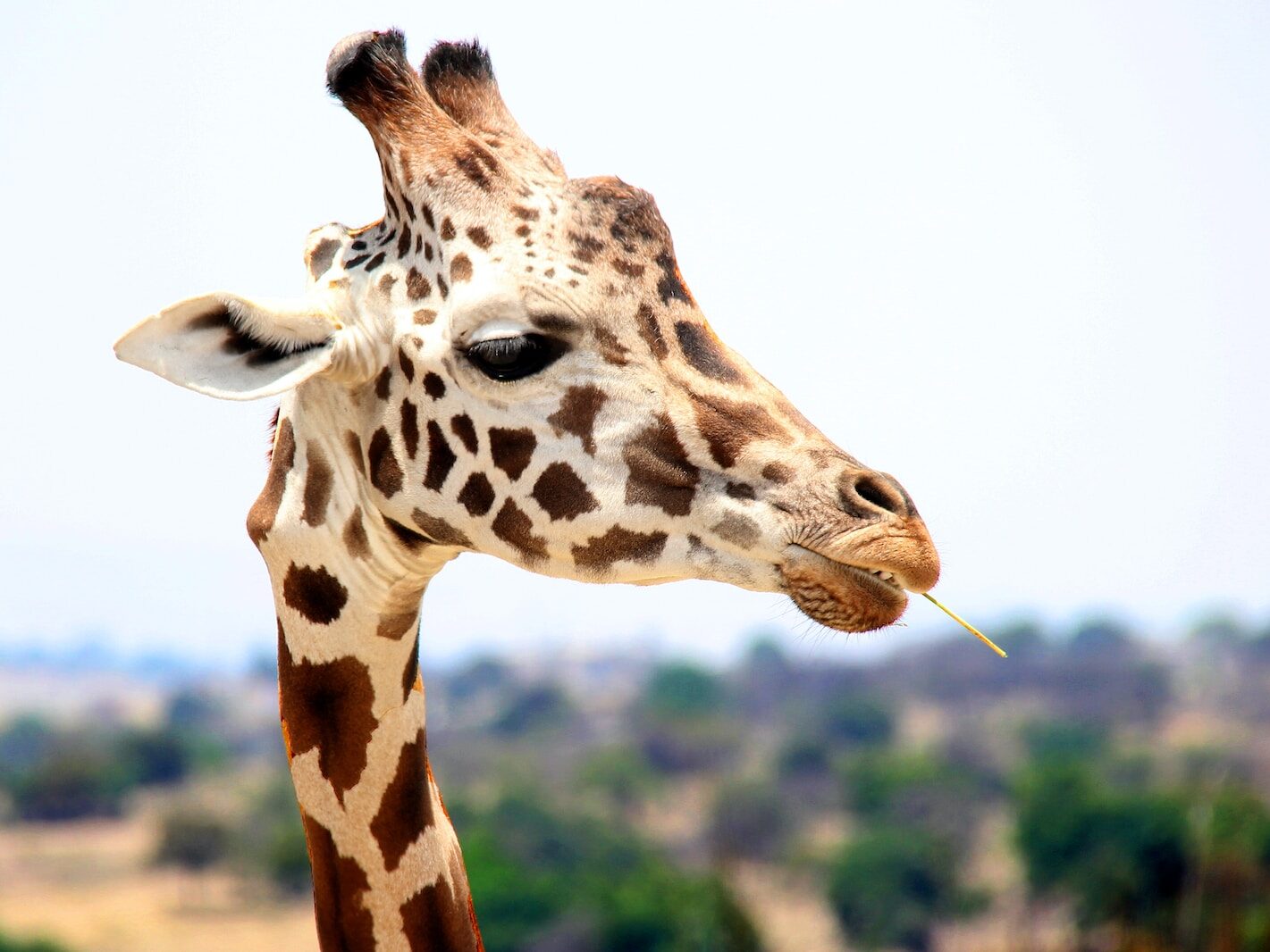 giraffe eating during daytime