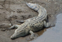 Crocodile
