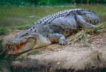 File:Saltwater Crocodile (Crocodylus porosus) (10106331165).jpg