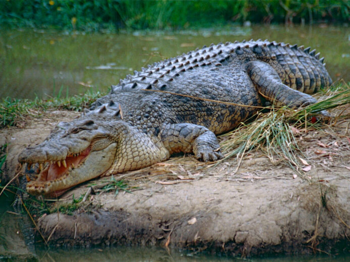 File:Saltwater Crocodile (Crocodylus porosus) (10106331165).jpg