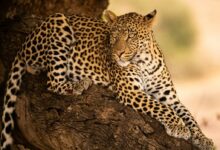 a leopard resting on a tree branch in the wild