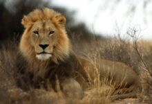 brown lion lying on brown grass during daytime