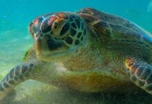 a large turtle swimming in the water