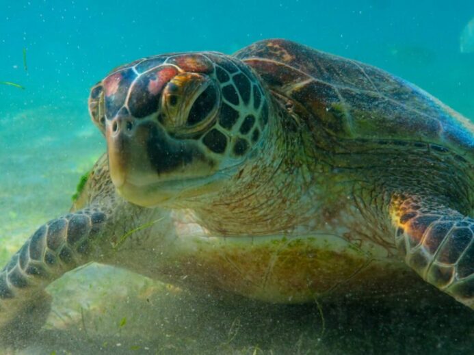 a large turtle swimming in the water