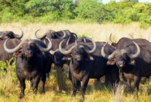 black water buffalo on green grass field during daytime