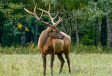 brown deer on green grass field during daytime
