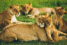 pride of lion on field