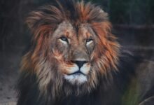 a close up of a lion laying on the ground