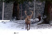 brown deer on snow covered ground during daytime