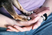 person holding brown and black short coated dog