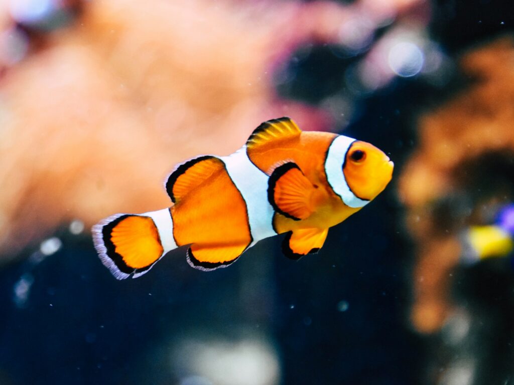 - NeposlušnéTlapky clown fish in shallow focus photography