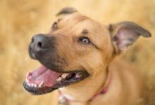 short-coated brown dog