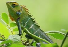 green iguana on green leaf