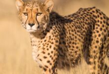 shallow focus photography of leopard