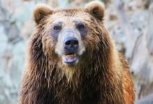 brown grizzly bear in snow covered ground during daytime