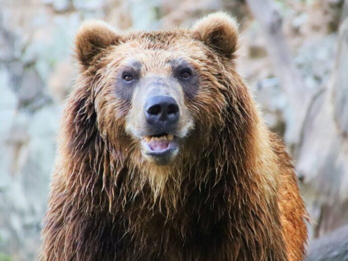 brown grizzly bear in snow covered ground during daytime
