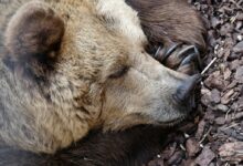 grizzly bear