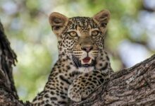 leopard on brown tree branch during daytime