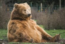 brown bear sitting on grass field