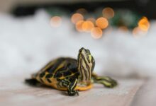 yellow and black turtle on white textile