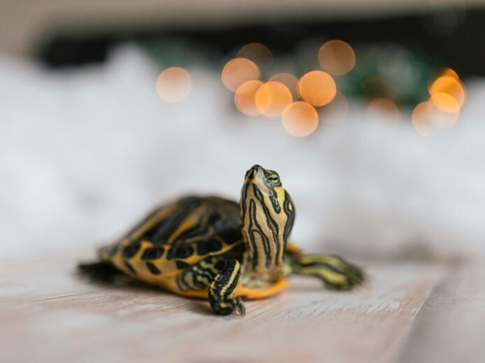 yellow and black turtle on white textile