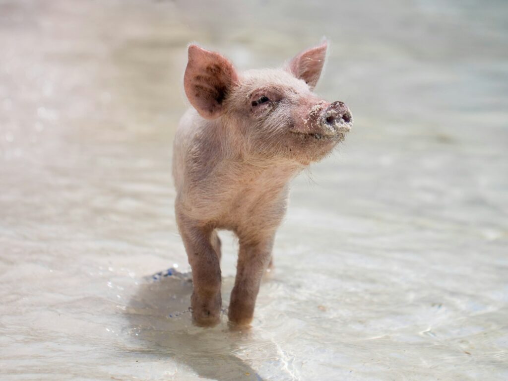 - NeposlušnéTlapky pink piglet