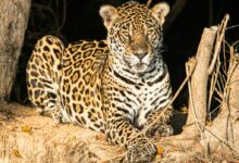 leopard lying on brown tree branch during daytime