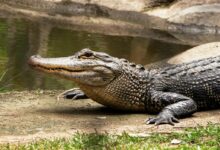 black crocodile on body of water during daytime